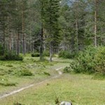 Wer möchte, kann die Wanderung auf dem schmalen Waldweg abkürzen