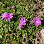 Ein Wahrzeichen der Alpen, die Clusius-Primel oder auch "Jägerblut"
