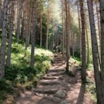Durch den Wald zur Gönneralm