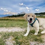 Wandern mit Hund zur Neuhütt Alm