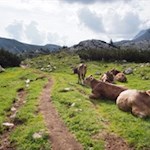 Glückliche Kühe am Wegesrand