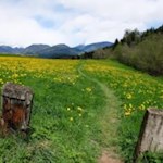 Blühende Frühlingswiese am Onsberg