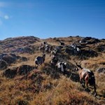Unsere Weggefährten weisen den Weg zum Gipfelkreuz...