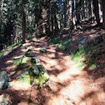 Im sanften Anstieg durch den Wald