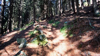 Im sanften Anstieg durch den Wald