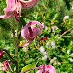 Türkenbundlilie am Wegesrand