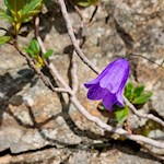 Glockenblume am Wegesrand