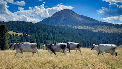 Almidylle vor der Kulisse des Schwarzhorn