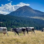 Idillio alpino con il Corno Nero come sfondo