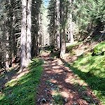 Durch den schattenverheißenden Nadelwald zur Klausner Hütte