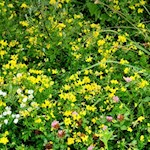 Der Lüsner Kreuzweg führt durch schöne Blumenwiesen