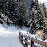 Im sanften Anstieg zur Hofstatt Alm