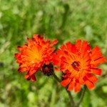 Farbenfrohe Blumen bringen das Mühlbachtal zum Leuchten