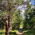 Durch schattigen Wald zur Genterer Alm