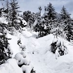 Im steten Anstieg bahnt sich der Steig seinen Weg zum Hofer Alpl