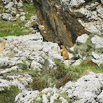 Pfiffige Nager am Wegesrand