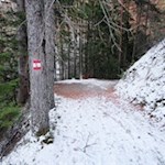 Auf dem Weg Nr. 5 durch den Wald