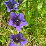 Auch der tiefblaue Enzian gedeiht in den Wäldern unterhalb des Wolfskofel