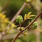 Frühlingserwachen auf dem Milchsteig