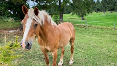 Auch Pferde sind in den Almwiesen um das Jochgrimm anzutreffen