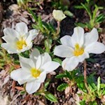 Mountain avens on the way to Croda da Lago moutain hut