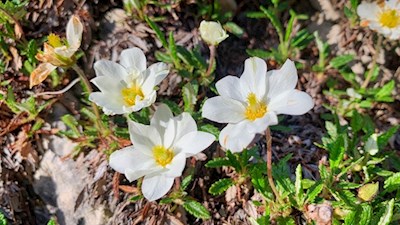 Mountain avens on the way to Croda da Lago moutain hut