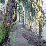 Von Dreikirchen führt ein Waldweg nach Barbian zurück
