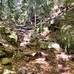 Der Waldweg Nr. 16B führt im steileren Anstieg zur Wurzer Alm