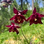 Auch die Schwarze Akelei gedeiht in den Wiesen am Fuße des Rosengarten