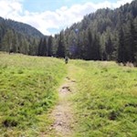 Alsbald taucht der Weg in den Wald ein