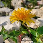 La radichiella del Monte Triglav si trova anche nel circo della Tofana.