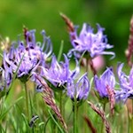 Die immergrüne Halbkugelige Teufelskralle