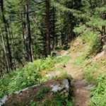 Im zunächst steten Anstieg durch den Wald