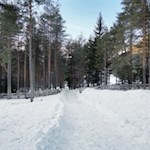 Durch lichte Kiefernhaine zum Kreidesee