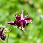 Schwarzviolette Akelei am Wegesrand