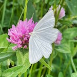 Im Frühling flattern zahlreiche Schmetterlinge durch die Wiesen