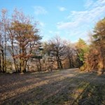 "Ich ziehe deshalb den Herbst dem Frühjahr vor, weil das Auge im Herbst den Himmel, im Frühjahr aber die Erde sucht" (Kierkegaard)