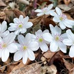 Um Ums ist im Frühling auch das seltene weiße Leberblümchen anzutreffen
