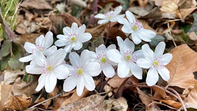 Um Ums ist im Frühling auch das seltene weiße Leberblümchen anzutreffen