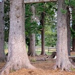 Waldspielplatz der Auerleger Alm