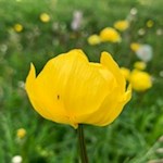 Dotterblume in den Latemarwiesen