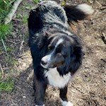 Der Spaziergang zum Dürerstein kann auch mit Hunden unternommen werden