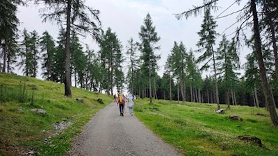 Durch den lichten Lärchenwald zur Moschwaldalm und zur Maiser Alm
