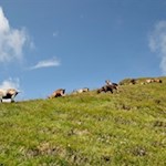 Den Sommer verbringen zahlreiche Tiere auf den grünen Bergweiden 