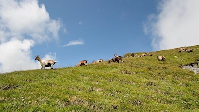 Den Sommer verbringen zahlreiche Tiere auf den grünen Bergweiden 