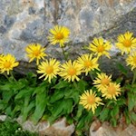 Gemswurz am Wegesrand