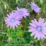 Im Frühling gedeihen zarte Blumen in den Feldthurner Wiesen
