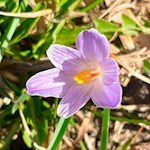 Im Frühling gedeihen zarte Krokusse am Panoramasteig