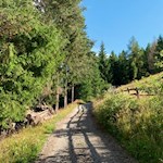 Auf breiten Wegen zur Plattner Alm