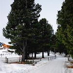 Sanft steigt der Weg zur Moar in Plun Hütte an